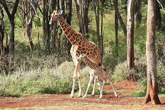 Nairobi NP