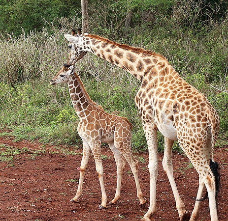 Nairobi NP