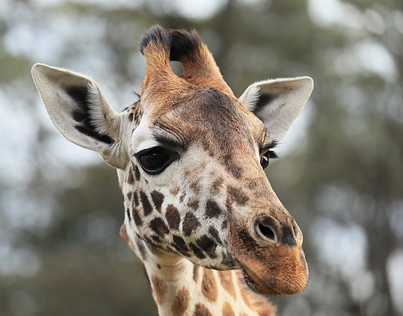 Nairobi NP