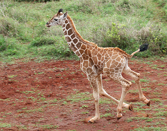 Nairobi NP