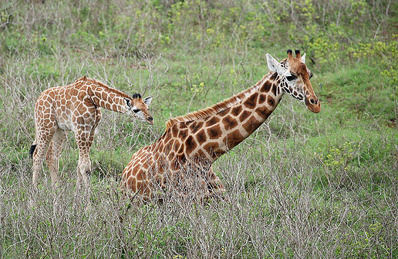 Nairobi NP