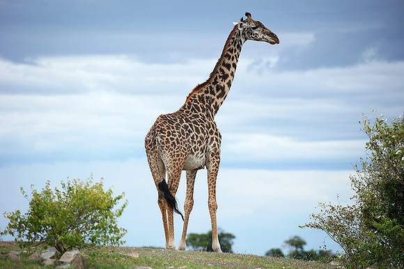Masaï Mara NP