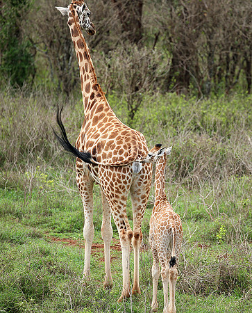 Nairobi NP