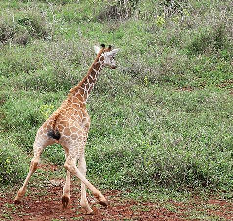 Nairobi NP