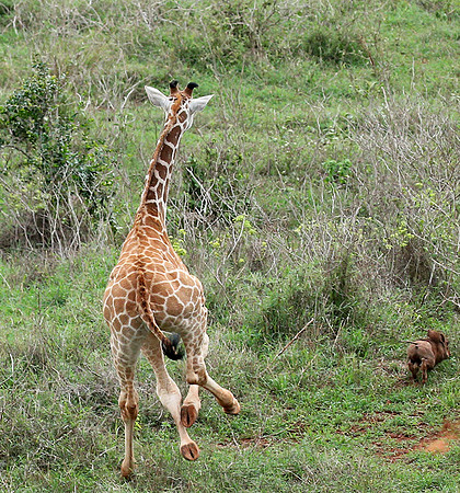 Nairobi NP