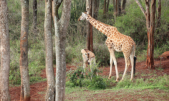 Nairobi NP