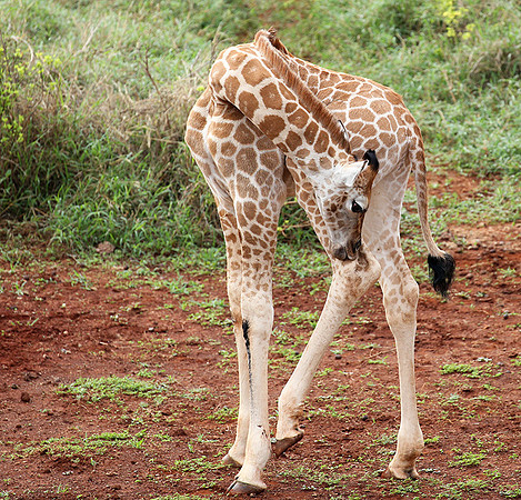 Nairobi NP