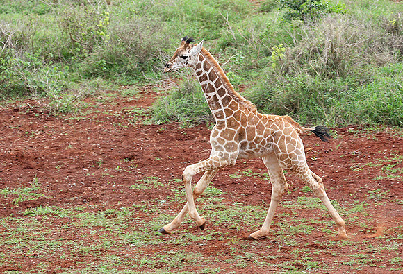 Nairobi NP