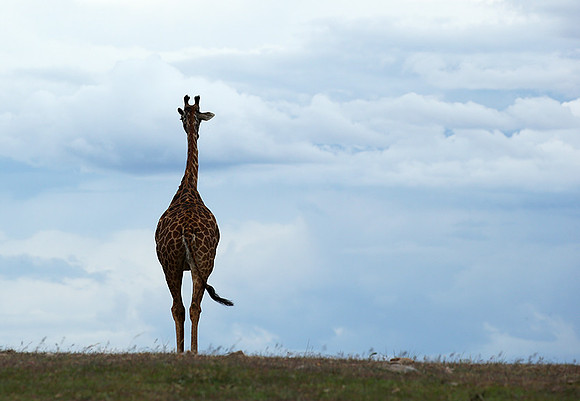 Masaï Mara NP