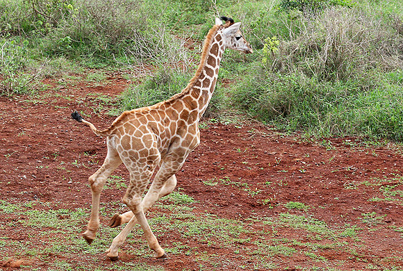Nairobi NP