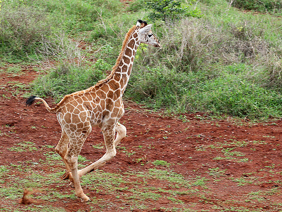 Nairobi NP