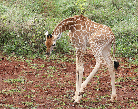 Nairobi NP