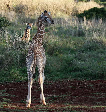 Nairobi NP