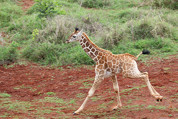 Nairobi NP
