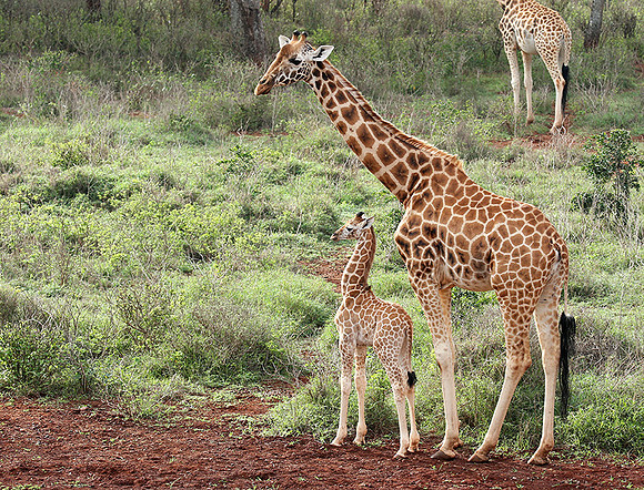 Nairobi NP