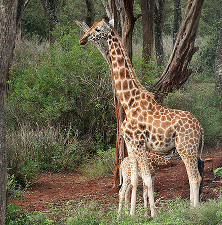 Nairobi NP