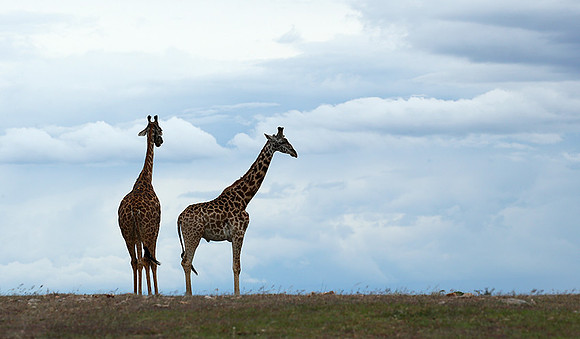 Masaï Mara NP