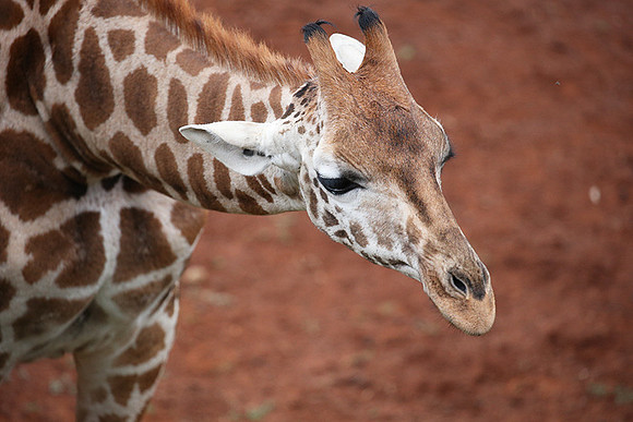 Nairobi NP