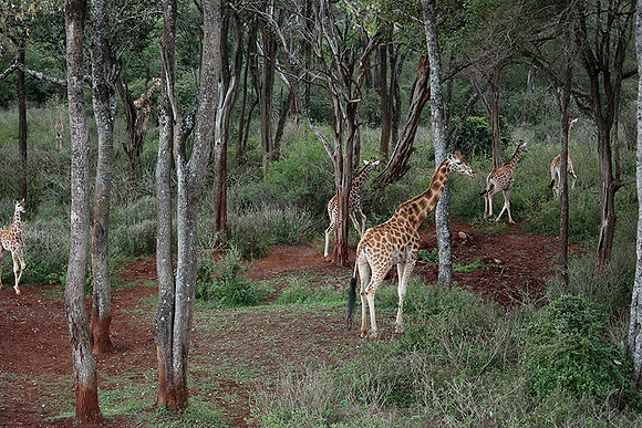 Nairobi NP