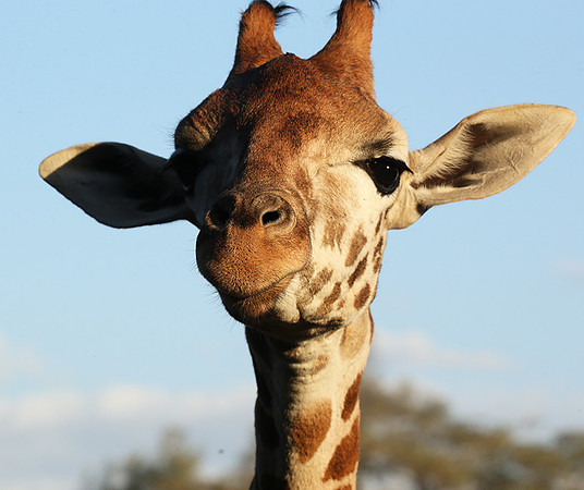 Nairobi NP