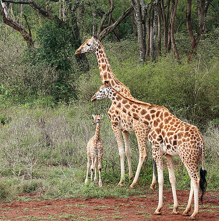 Nairobi NP