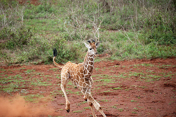 Nairobi NP