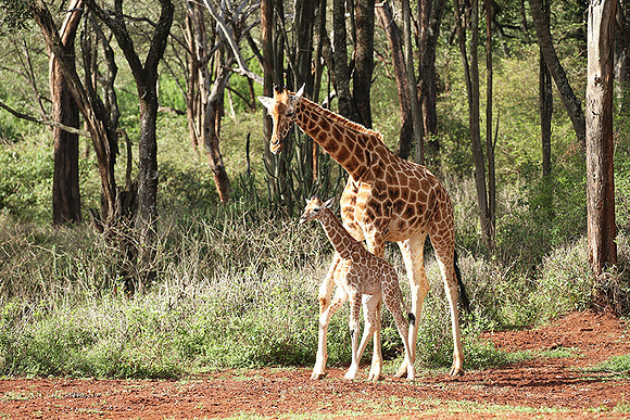 Nairobi NP