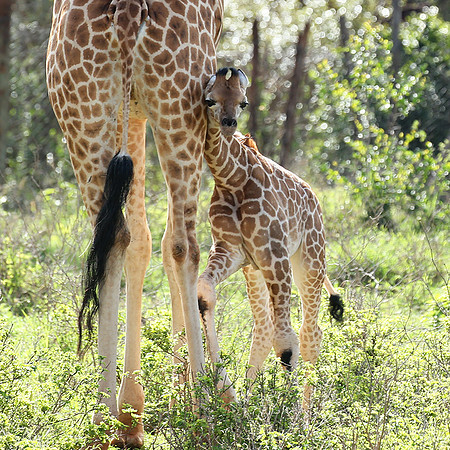Nairobi NP