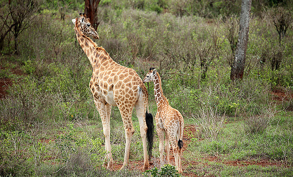 Nairobi NP