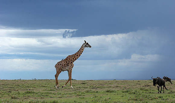 Masaï Mara NP