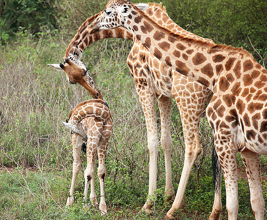 Nairobi NP