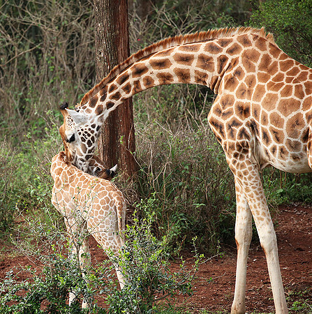 Nairobi NP