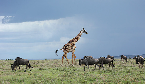 Masaï Mara NP