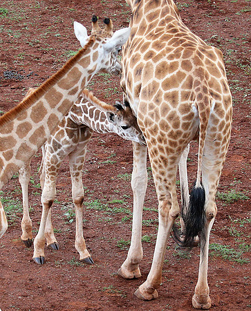 Nairobi NP