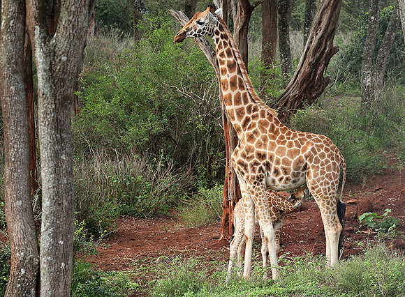 Nairobi NP