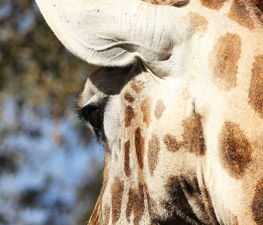 Nairobi NP