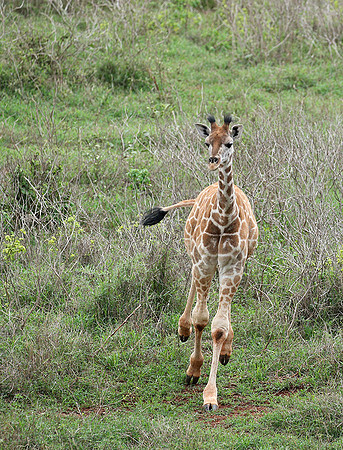 Nairobi NP