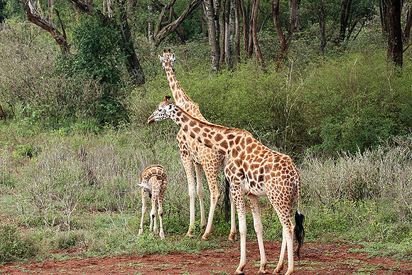 Nairobi NP
