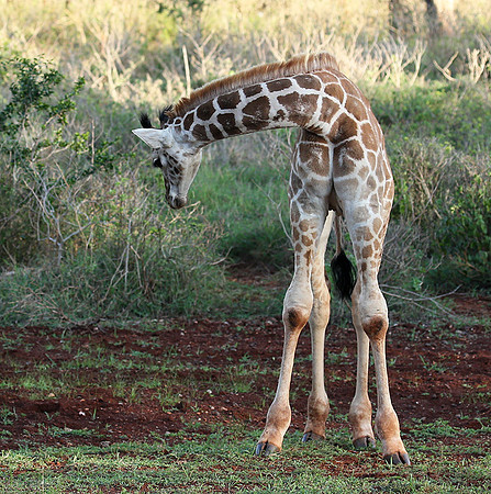 Nairobi NP