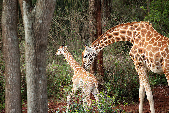 Nairobi NP
