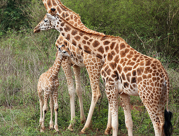 Nairobi NP