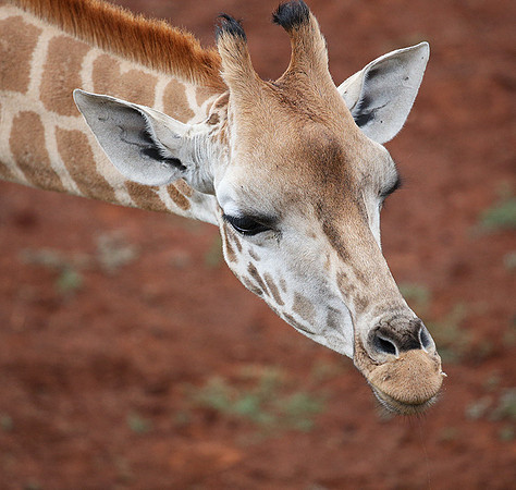 Nairobi NP