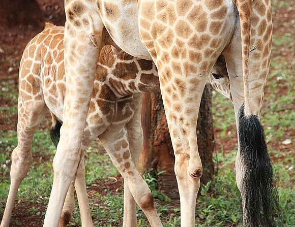 Nairobi NP