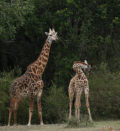 Masaï Mara NP