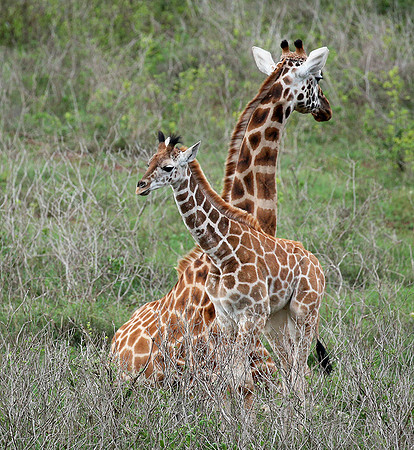 Nairobi NP