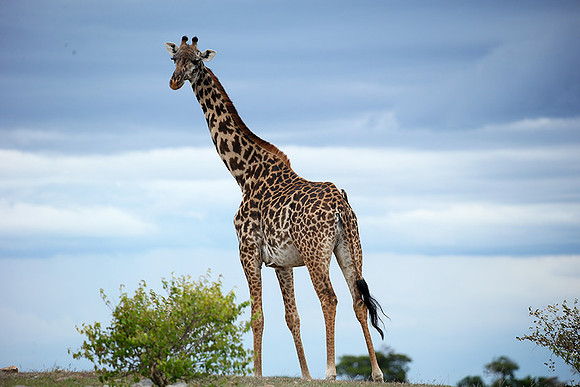 Masaï Mara NP