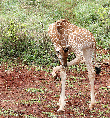Nairobi NP