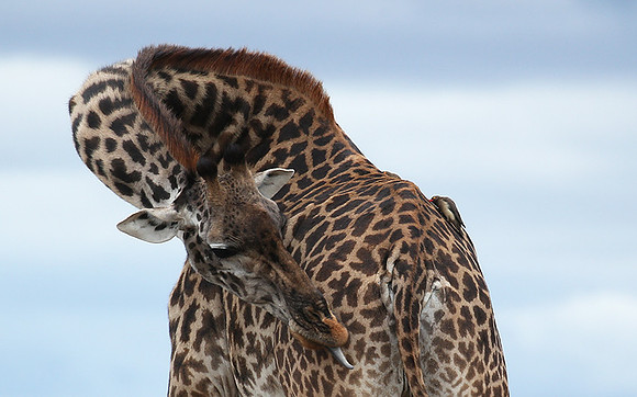 Masaï Mara NP