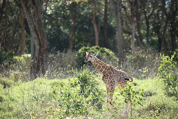Nairobi NP