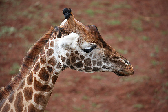Nairobi NP